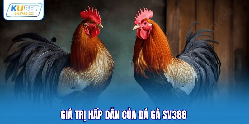 Giá trị hấp dẫn của đá gà SV388 