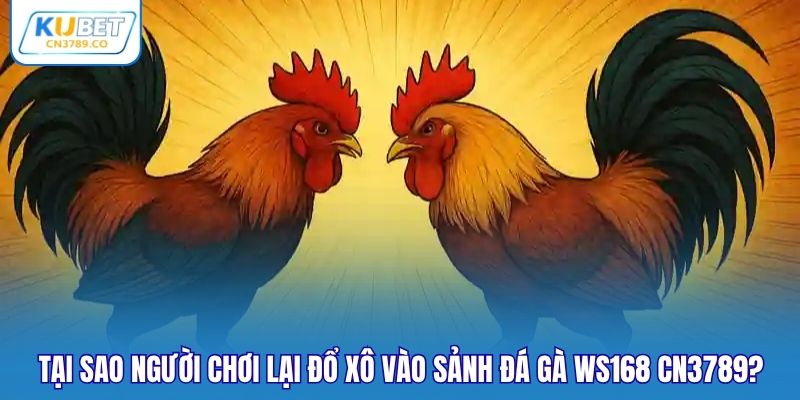 Tại sao người chơi lại đổ xô vào sảnh đá gà WS168 CN3789?