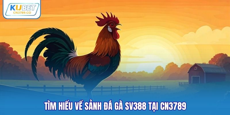 Tìm hiểu về sảnh đá gà SV388 tại CN3789